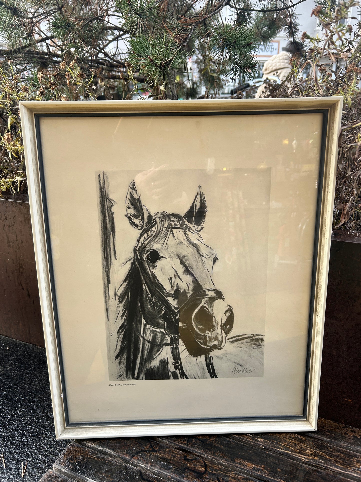 Bild Pferd Vintage